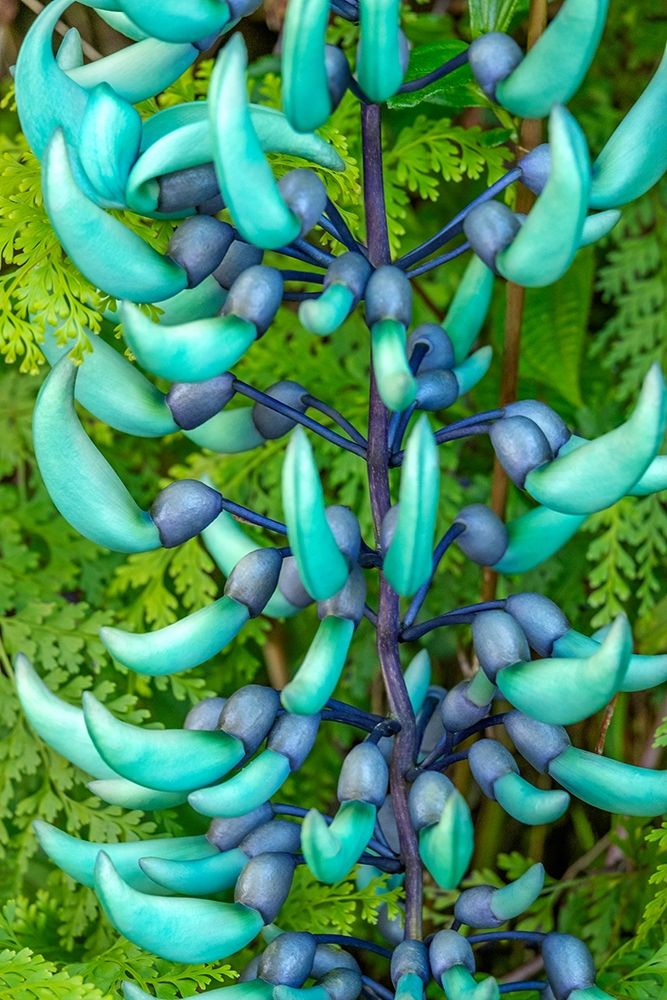 Jade vine